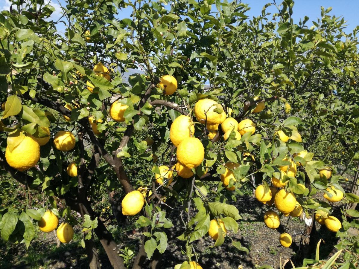 Il Limoneto Di Leo * Mascali